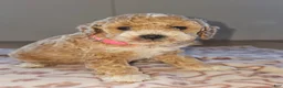 Miniature Poodle dogs for sale: Mia - Ad 3