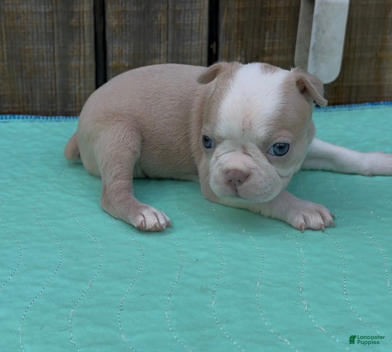 Boston Terrier dogs Boston Terrier 5 - Ad 11