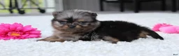 Pomeranian dogs for sale: Lexi - Ad 10
