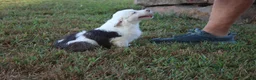 Miniature Australian Shepherd dogs for sale: Irene - Ad 5