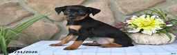 Miniature Pinscher dogs for sale: Tyrell - Ad 5