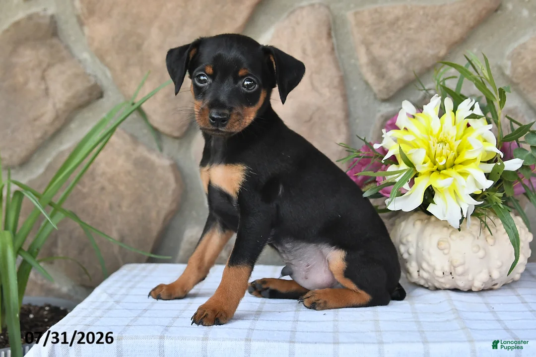 Miniature Pinscher dogs for sale: Tyrell - Ad 5