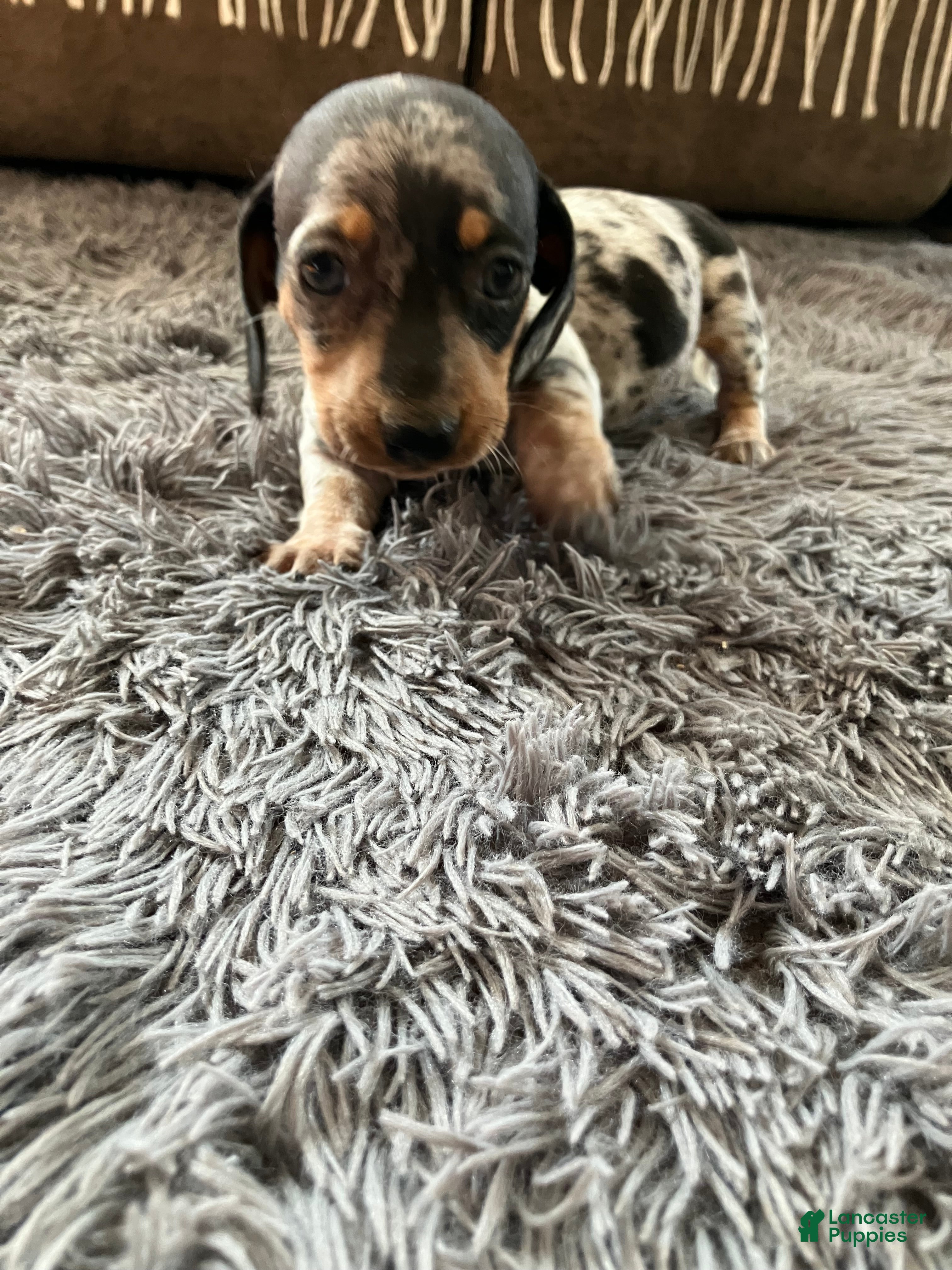 Miniature Dachshund dogs Akc Rose - Ad 7