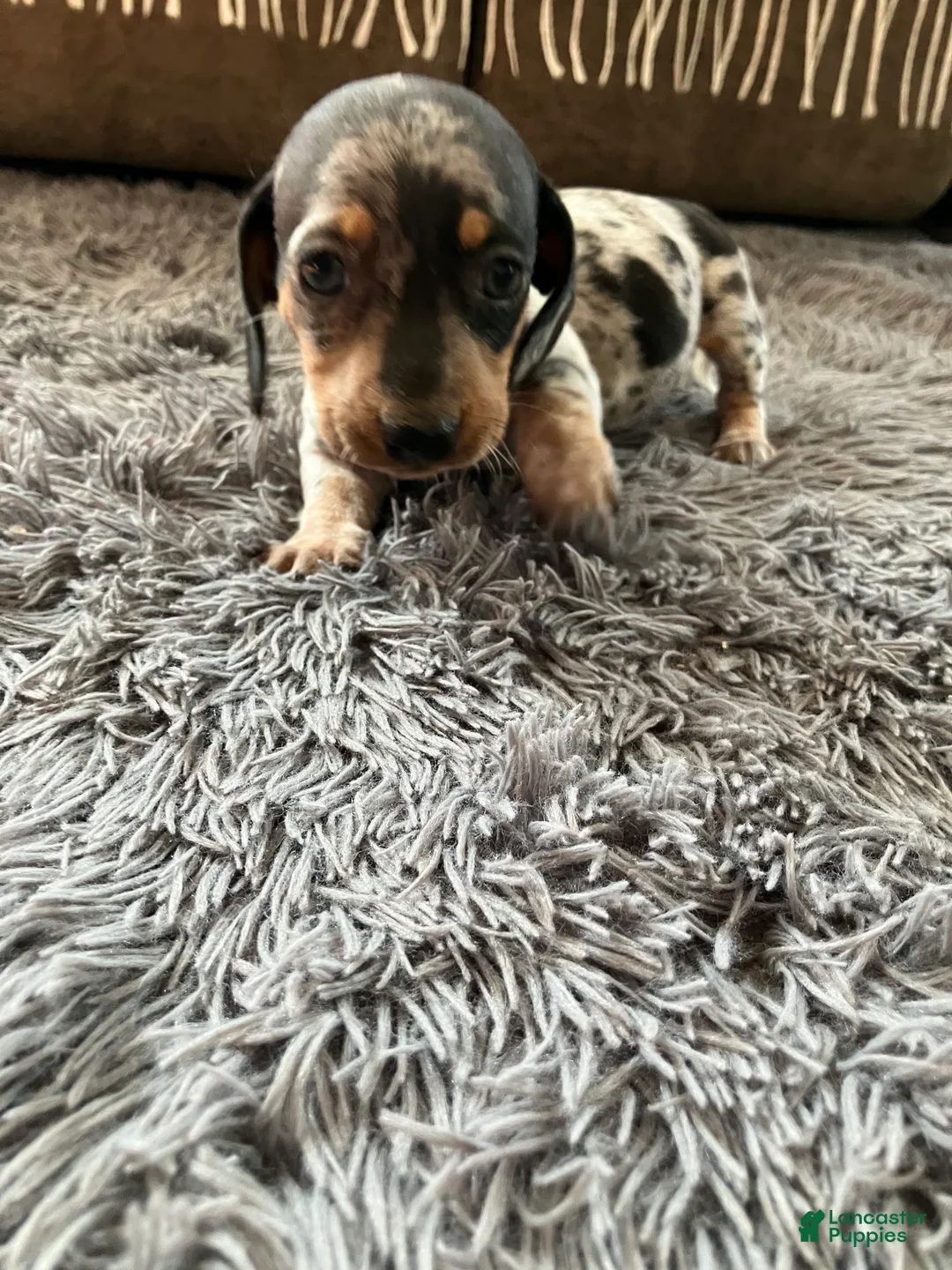 Miniature Dachshund dogs for sale: Akc Rose - Ad 1