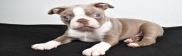 Boston Terrier dogs for sale: Macy - Ad 7