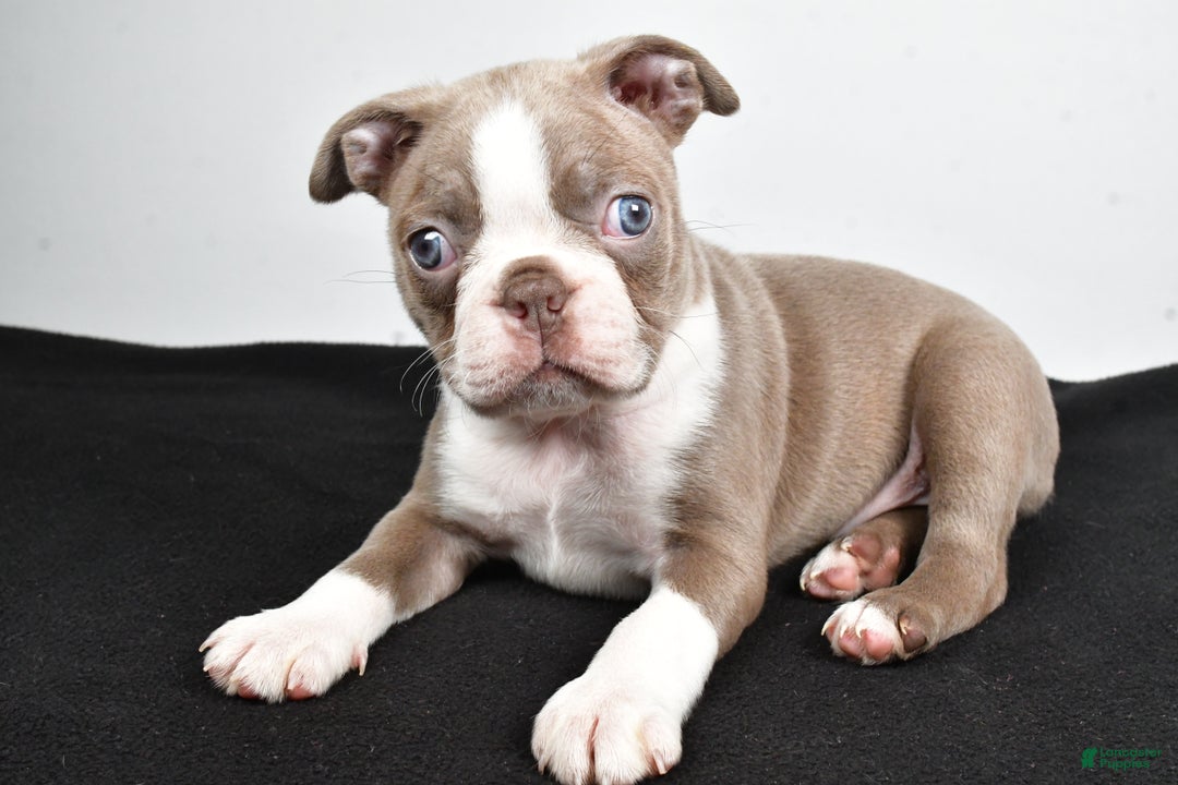 Boston Terrier dogs for sale: Macy - Ad 7