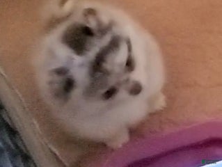 Pomeranian dogs - Ad 24