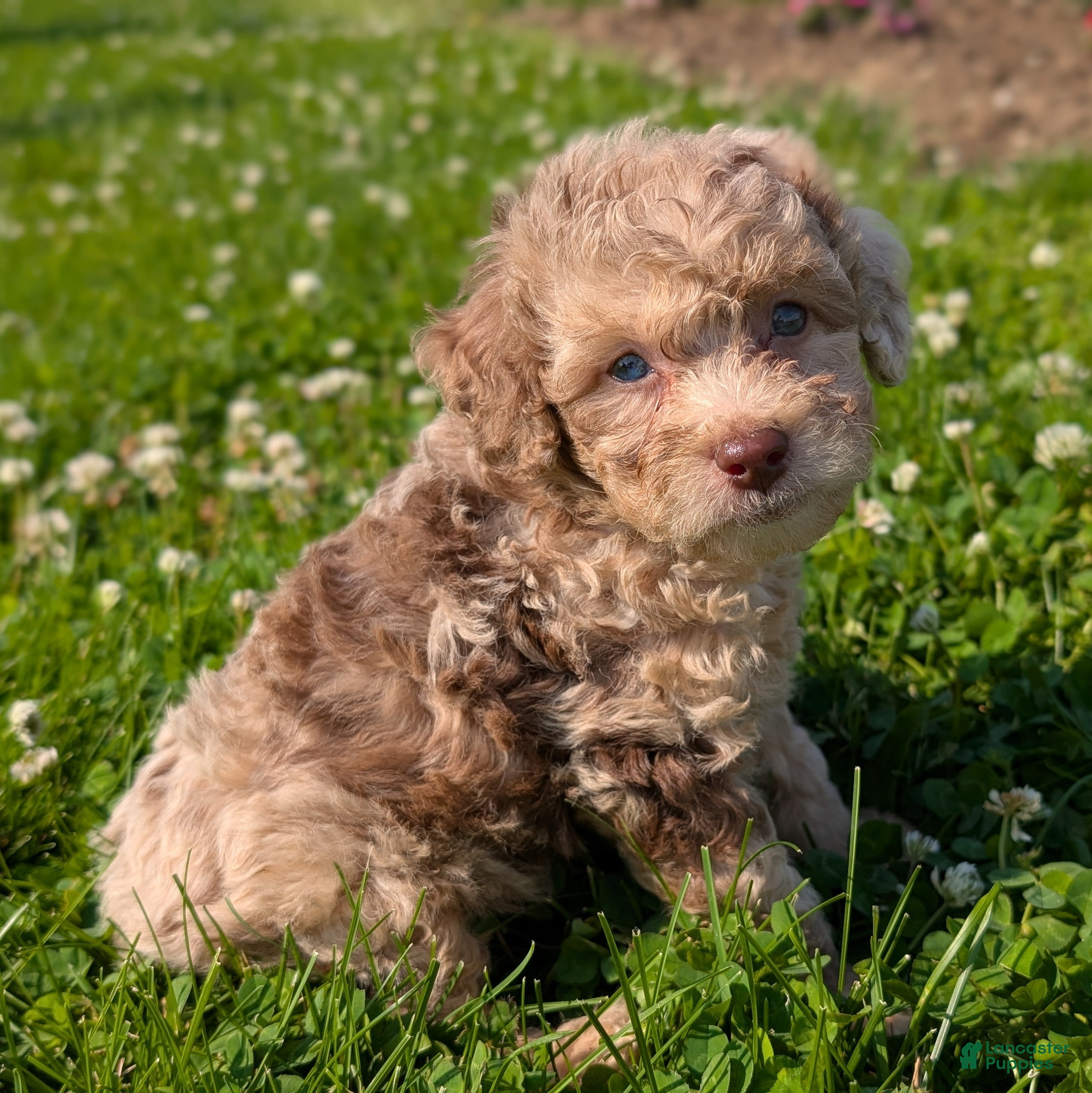 Toy Poodle dogs Macaron - Ad 2