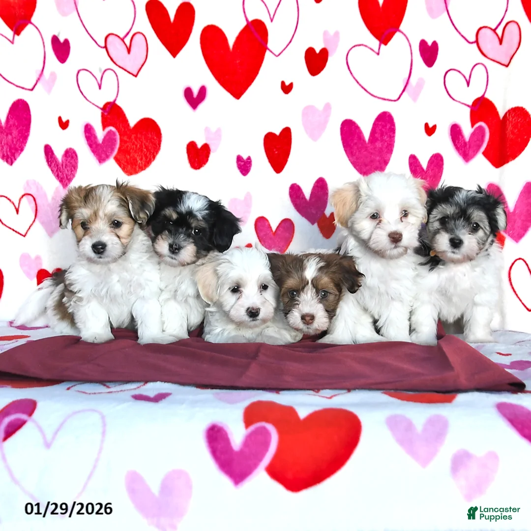 Havanese dogs for sale: Sunny  - Ad 3