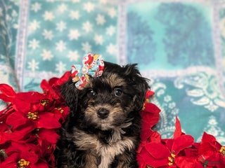 Havapoo dogs Cait Ready for Christmas!! - Ad 28