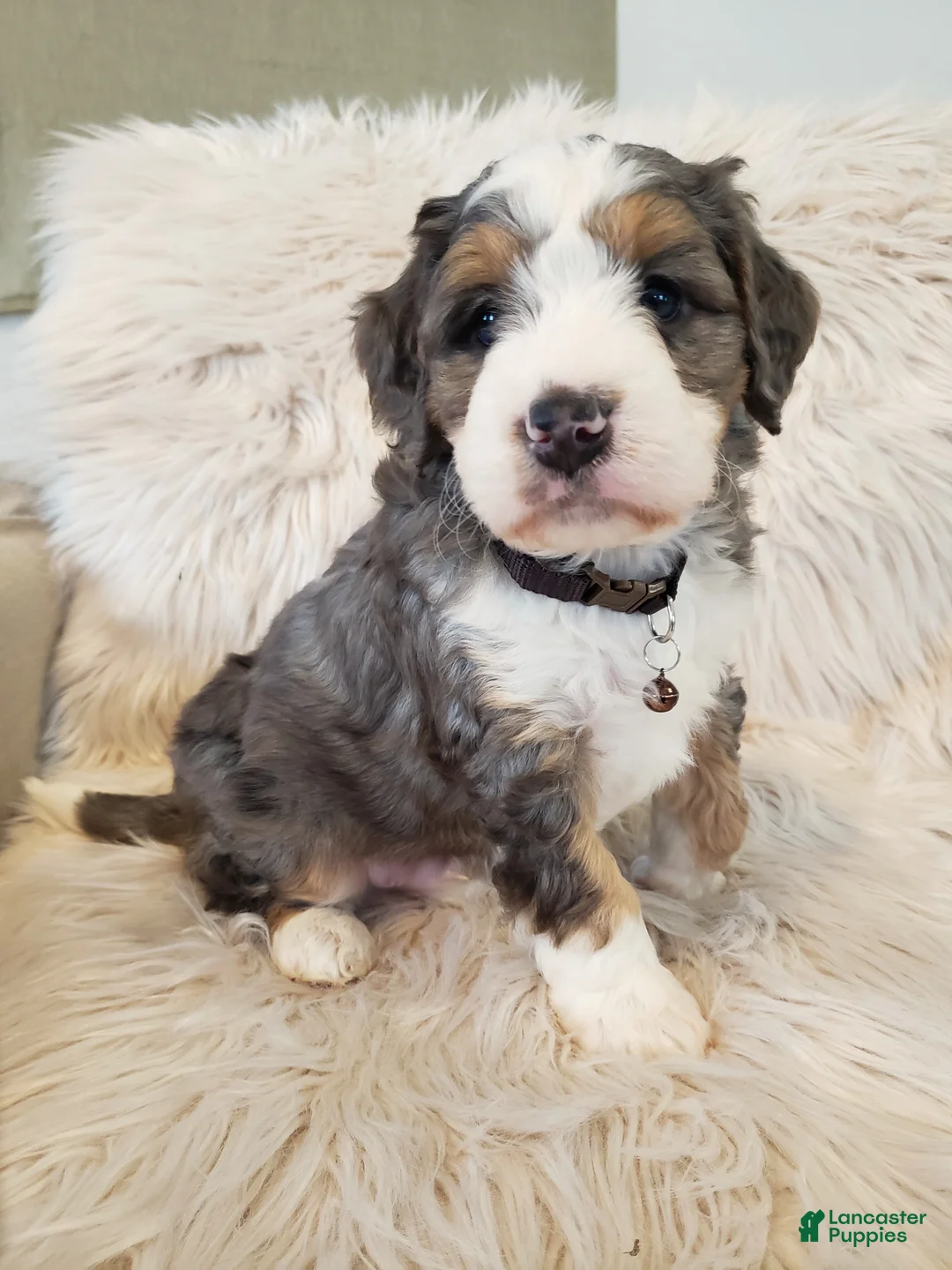 Mini Bernedoodle dogs for sale: Monty - Ad 2