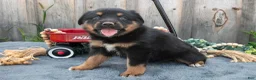 Mixed Breed dogs for sale: Getty - Ad 3