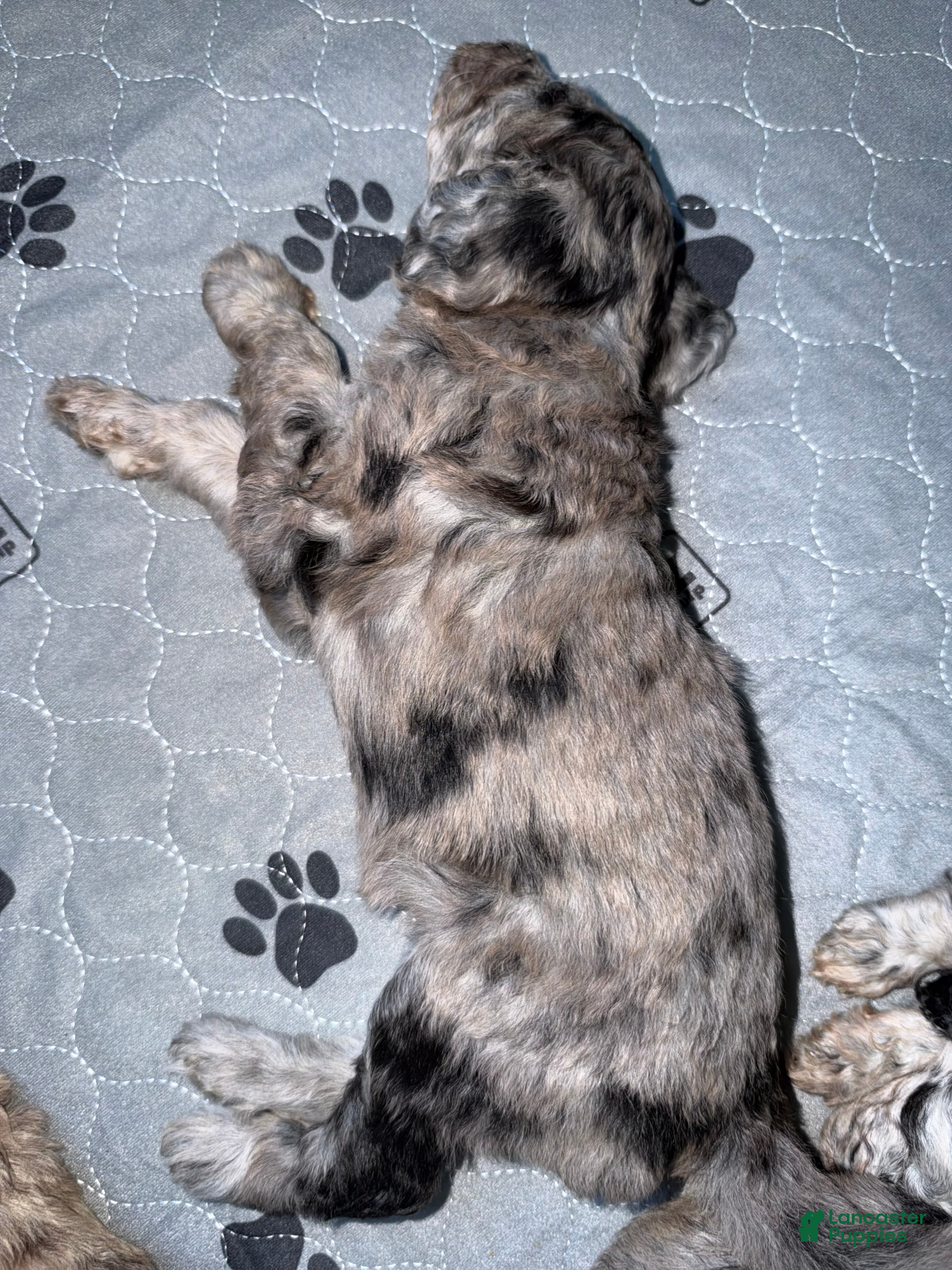 Labradoodle dogs Winifred - Ad 2