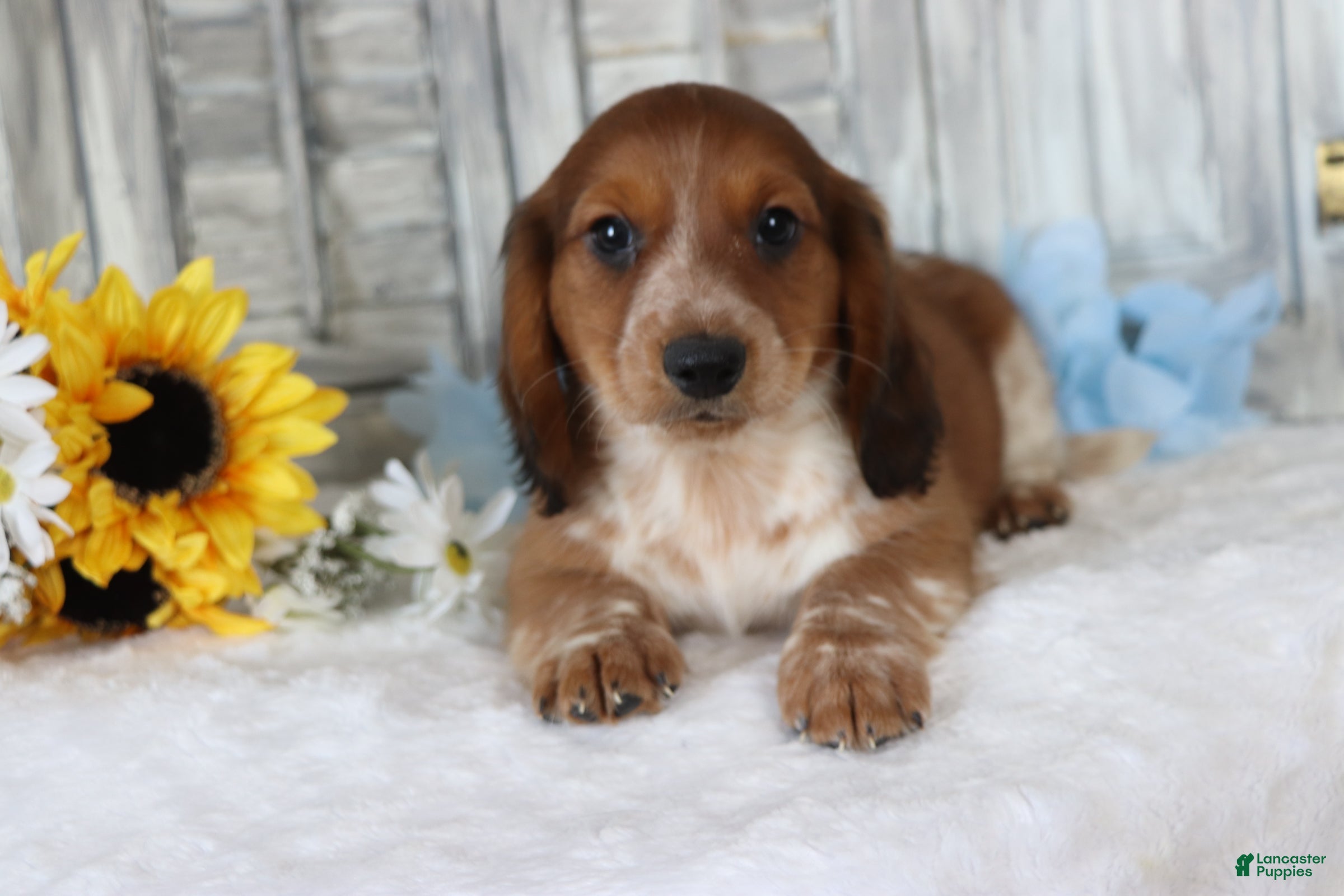 Dachshund dogs Samson  - Ad 1