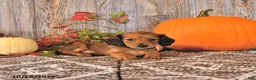 Dachshund dogs for sale: Daisy - Ad 4