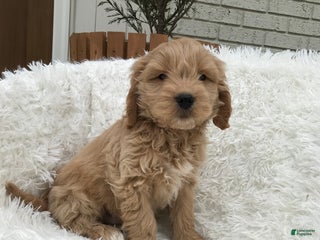 Mini Goldendoodle dogs - Ad 25