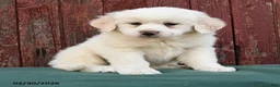 Great Pyrenees dogs for sale: Roxy - Ad 3