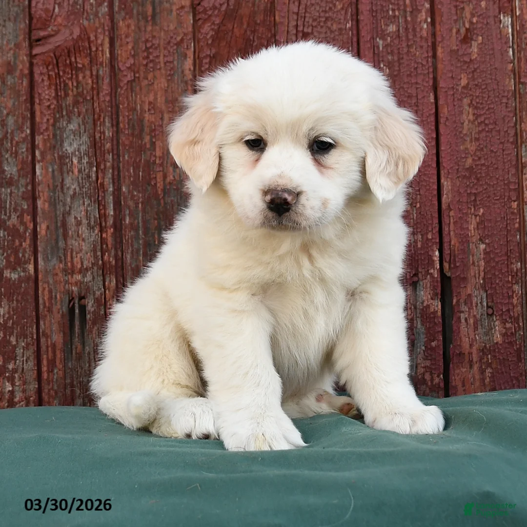 Great Pyrenees dogs for sale: Roxy - Ad 3
