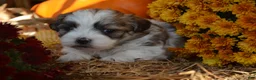 Malshi dogs for sale: Storme - Ad 5
