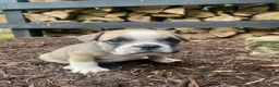 Mixed Breed dogs for sale: Bandit - Ad 15