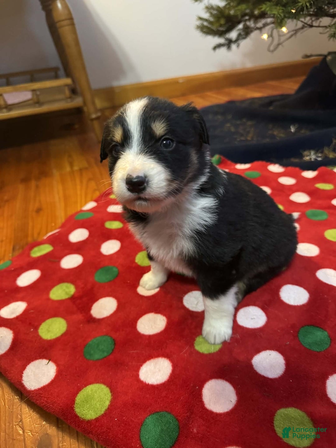 Australian Shepherd dogs for sale: Everest - Ad 4