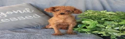Toy Poodle dogs for sale: Rusty - Ad 6