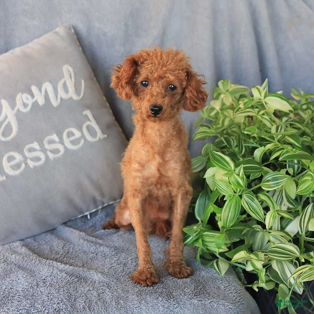 Toy Poodle dogs for sale: Rusty - Ad 6