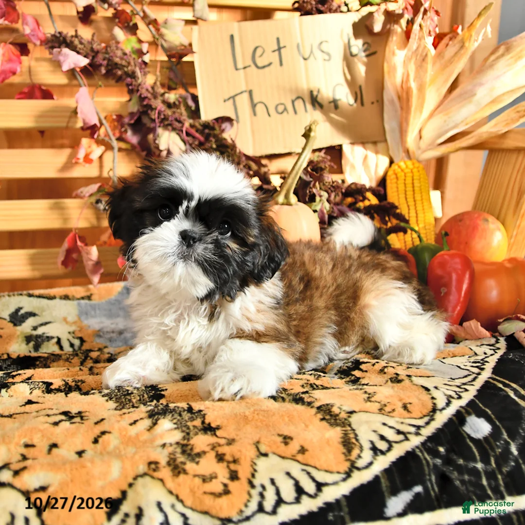 Shih Tzu dogs for sale: Gilbert - Ad 1