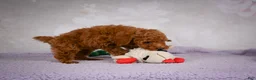 Miniature Poodle dogs for sale: Jake - Ad 3