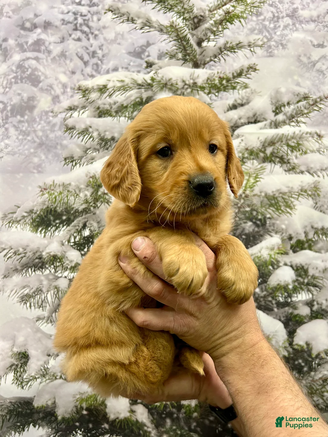 Golden Retriever dogs for sale: King - Ad 7
