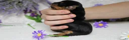 Yorkshire Terrier dogs for sale: Penny  - Ad 6