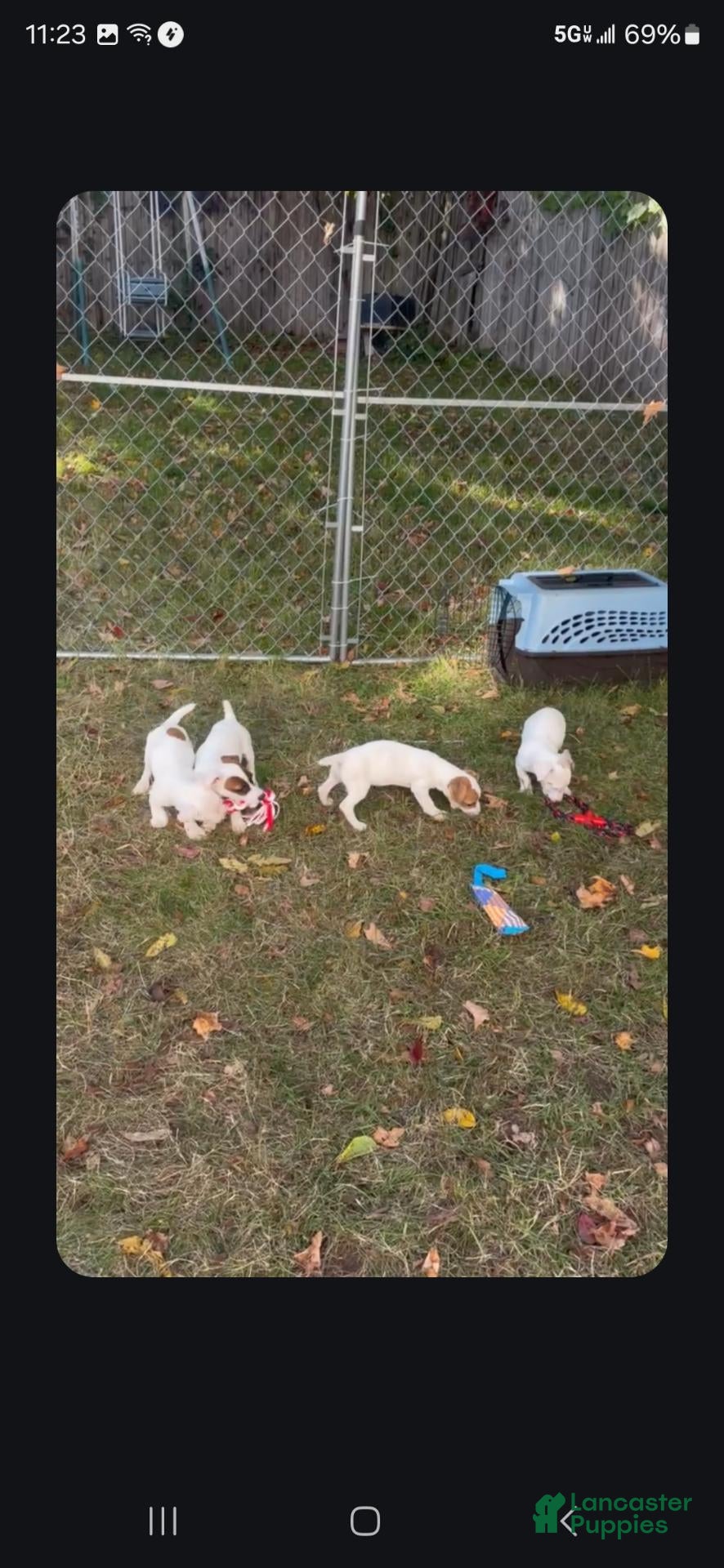 Jack Russell Terrier dogs for sale: Jack Russell Terrier 3 - Ad 2