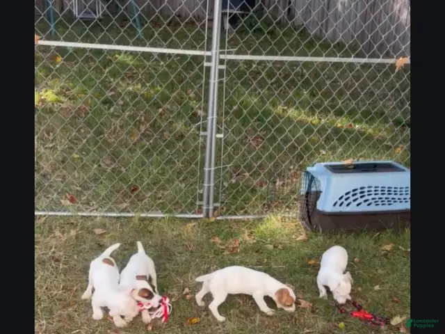 Jack Russell Terrier dogs for sale: Jack Russell Terrier 2 - Ad 2