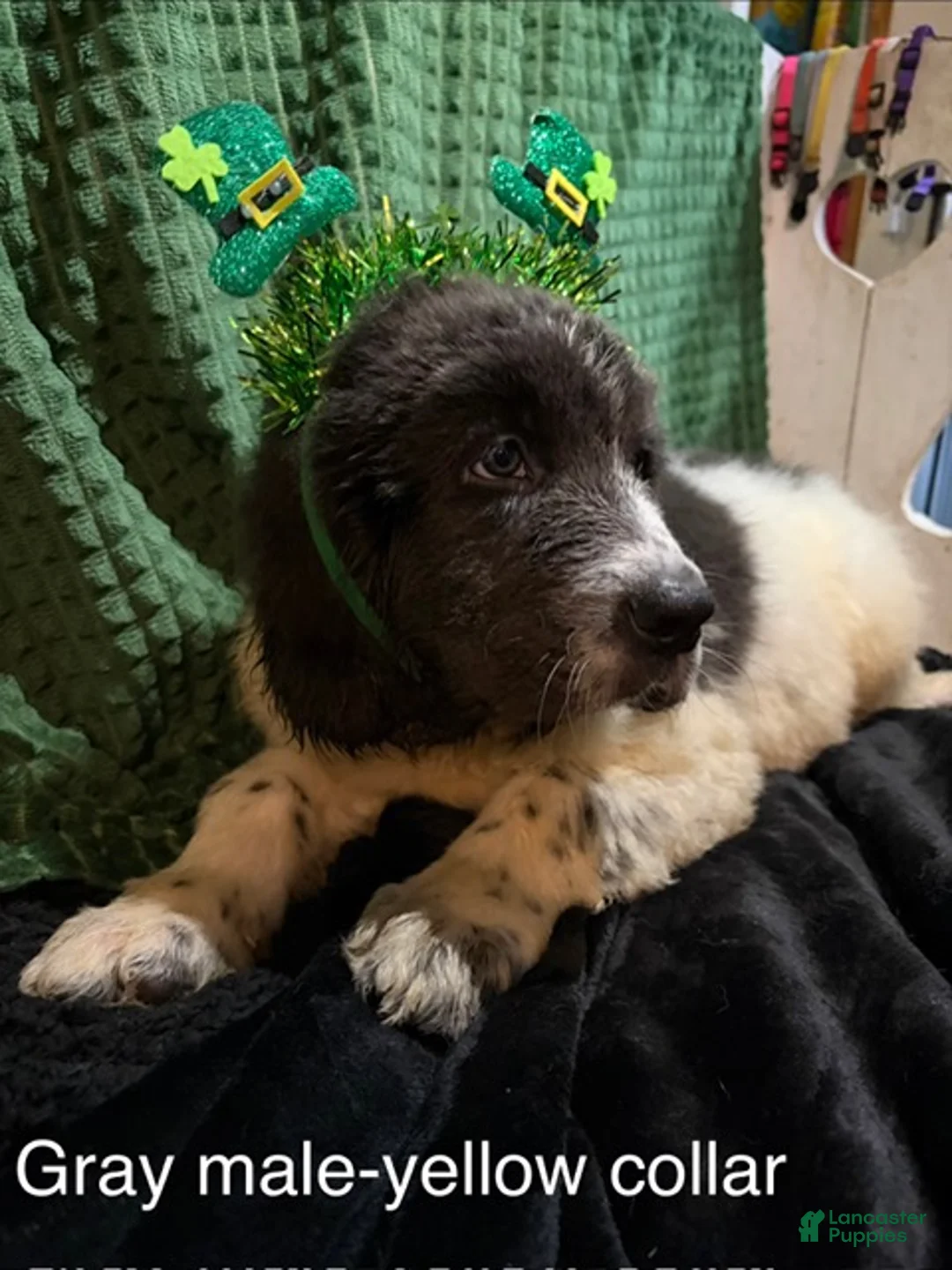 Newfoundland dogs for sale: Yellow Collar male - Ad 1