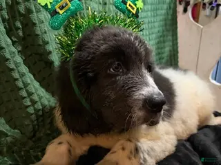 Newfoundland dogs for sale: Yellow Collar male - Ad 2