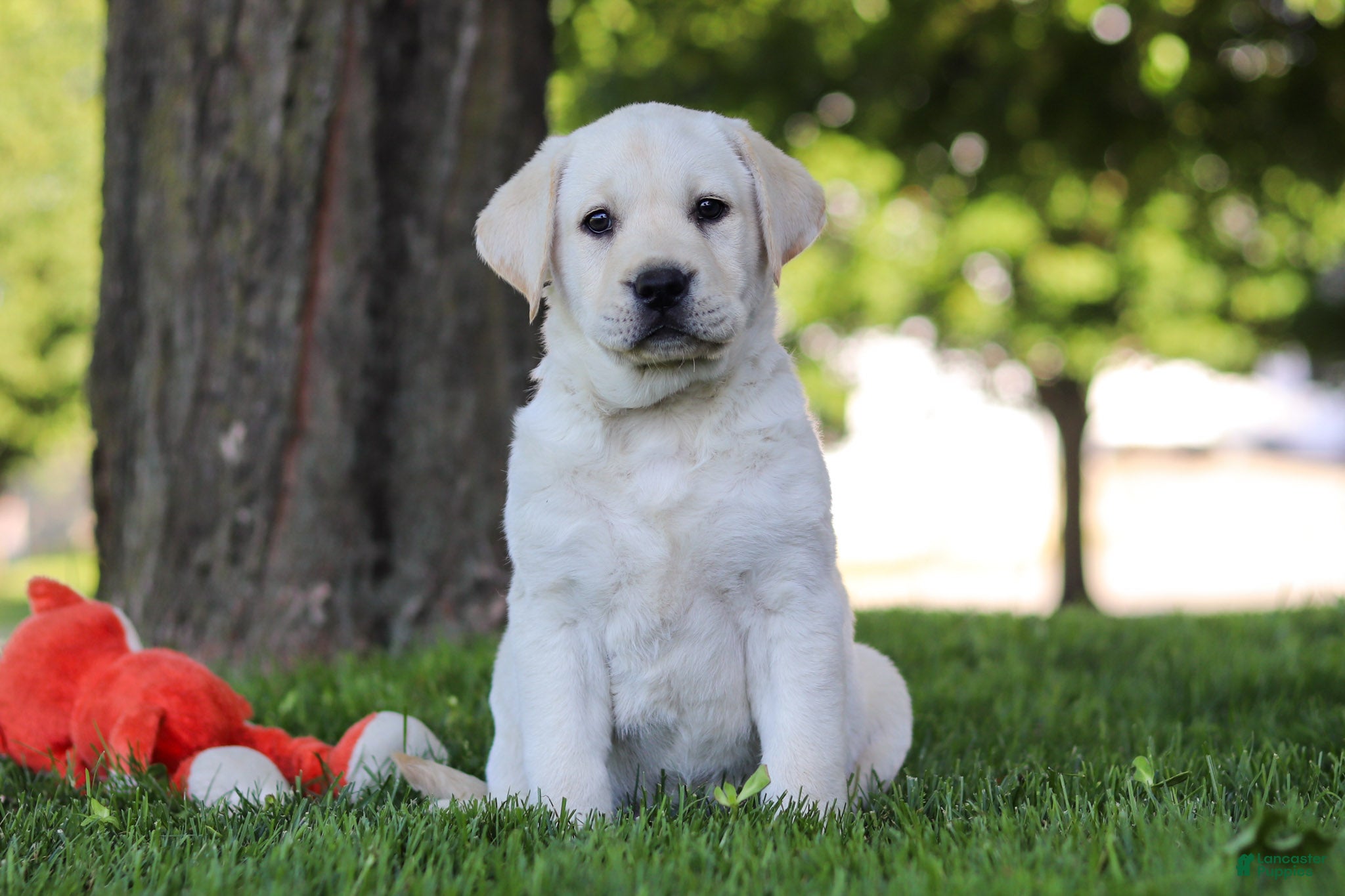 Labrador Retriever dogs for sale: Billy - Ad 2