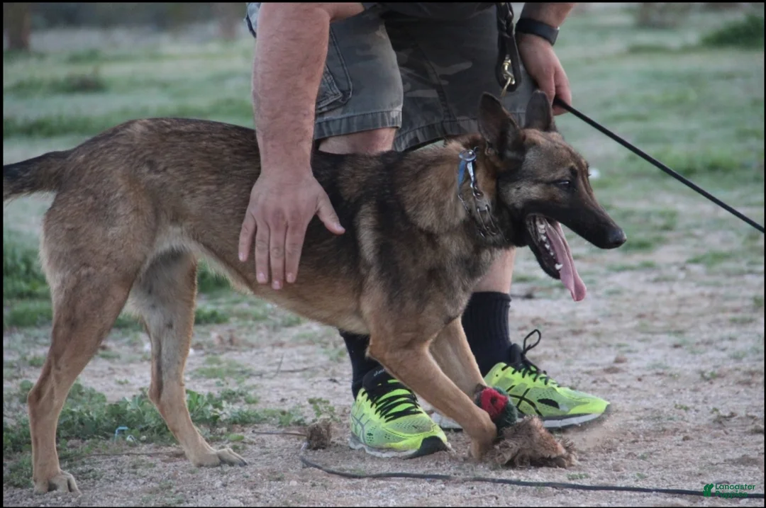 Belgian Malinois dogs for sale: Malinois M 1 - Ad 8