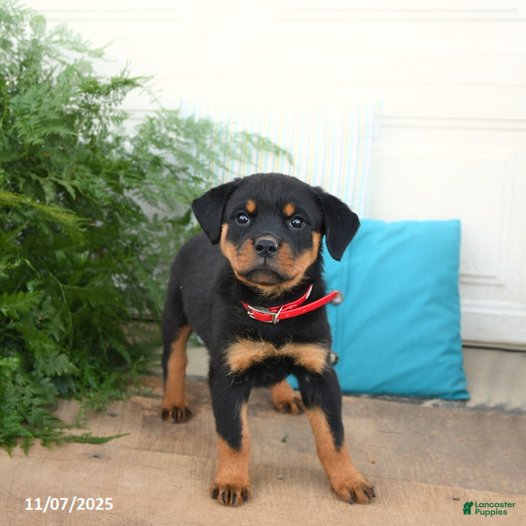 Rottweiler dogs for sale: Aspen - Ad 2
