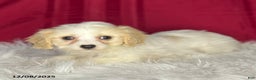 Cavachon dogs for sale: Princess - Ad 3