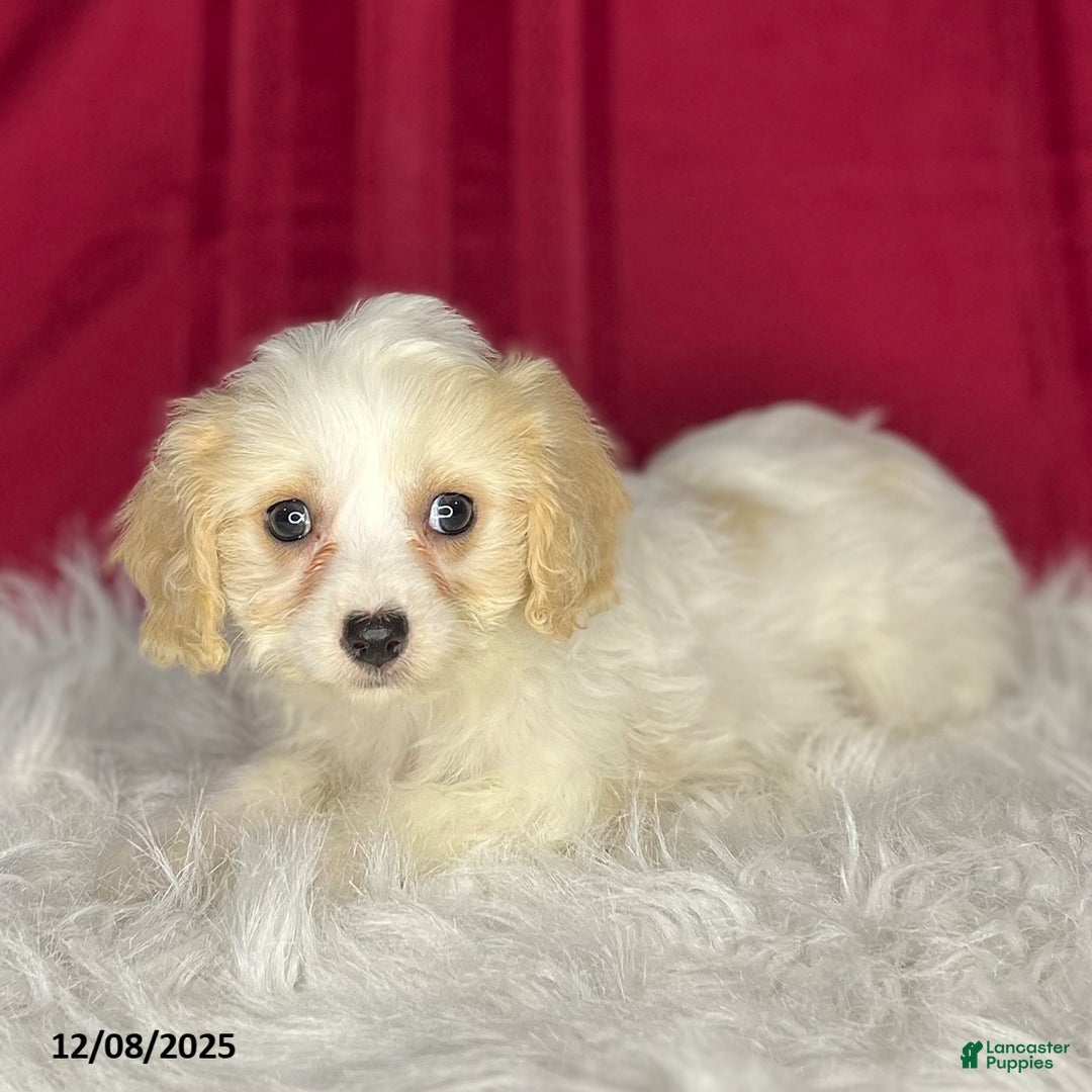Cavachon dogs for sale: Princess - Ad 3