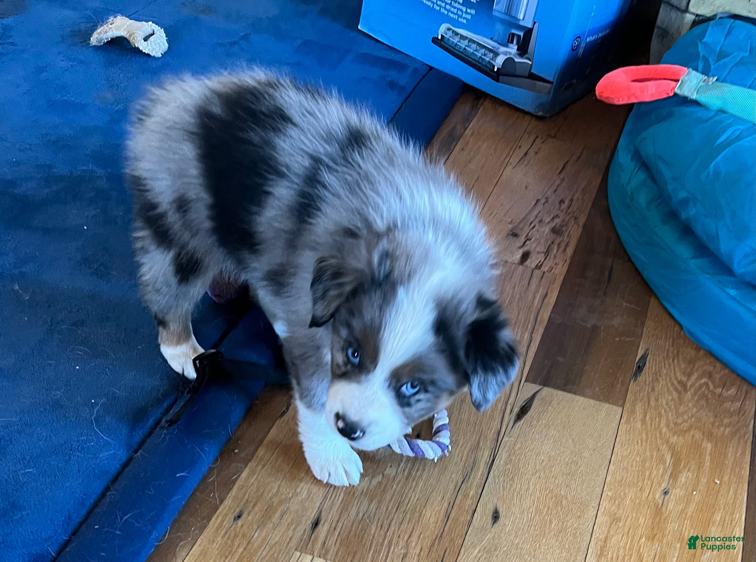 Australian Shepherd dogs Monica - Ad 20