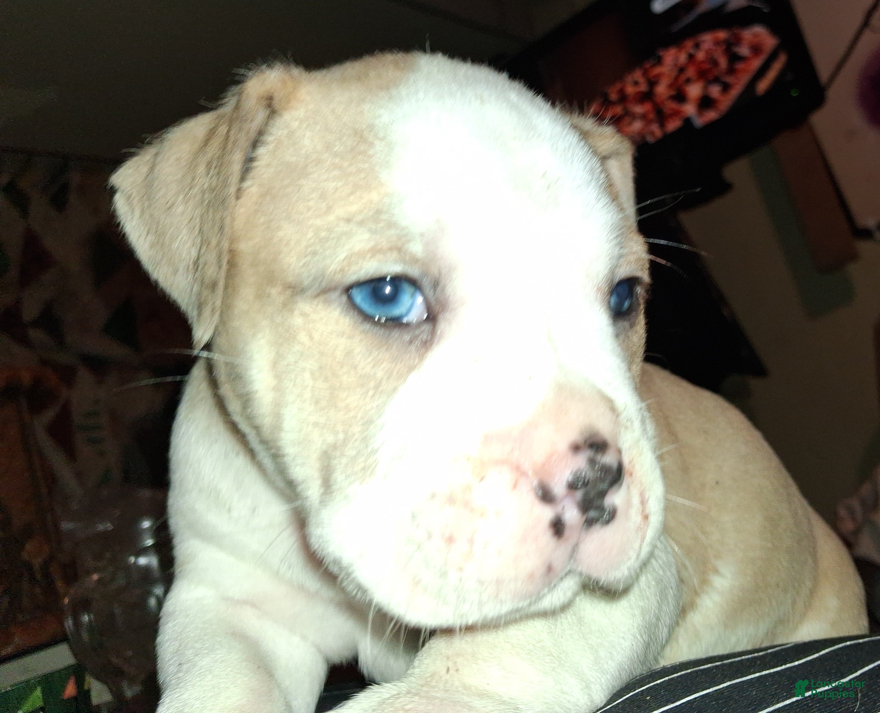 American Bully dogs American Bully Puppy 1 - Ad 16