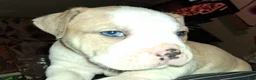 American Bully dogs for sale: American Bully Puppy 1 - Ad 1