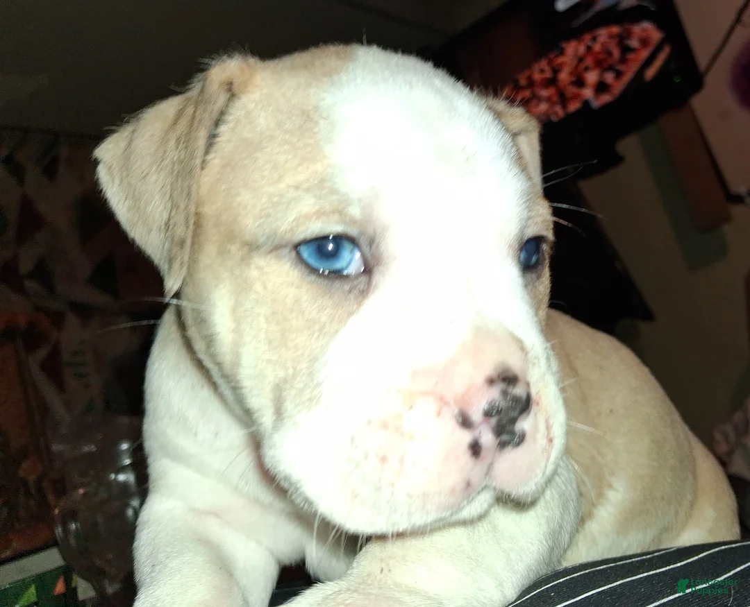 American Bully dogs for sale: American Bully Puppy 1 - Ad 1