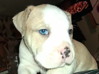 American Bully dogs for sale: American Bully Puppy 1 - Ad 2