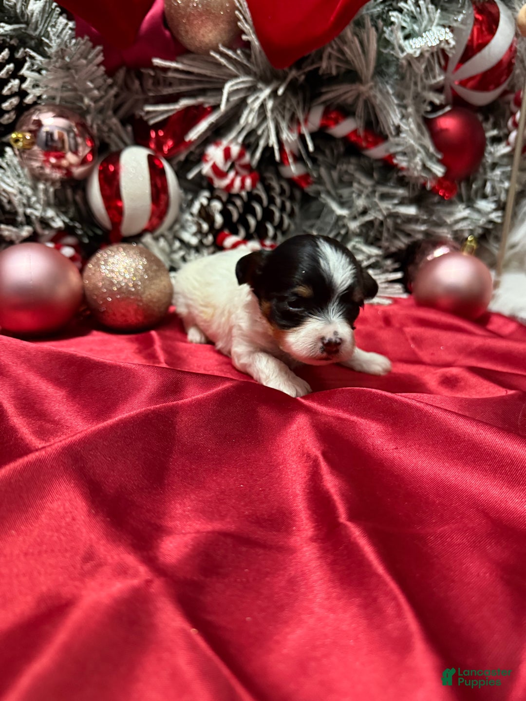 Yorkshire Terrier dogs for sale: Alfredo - Ad 9