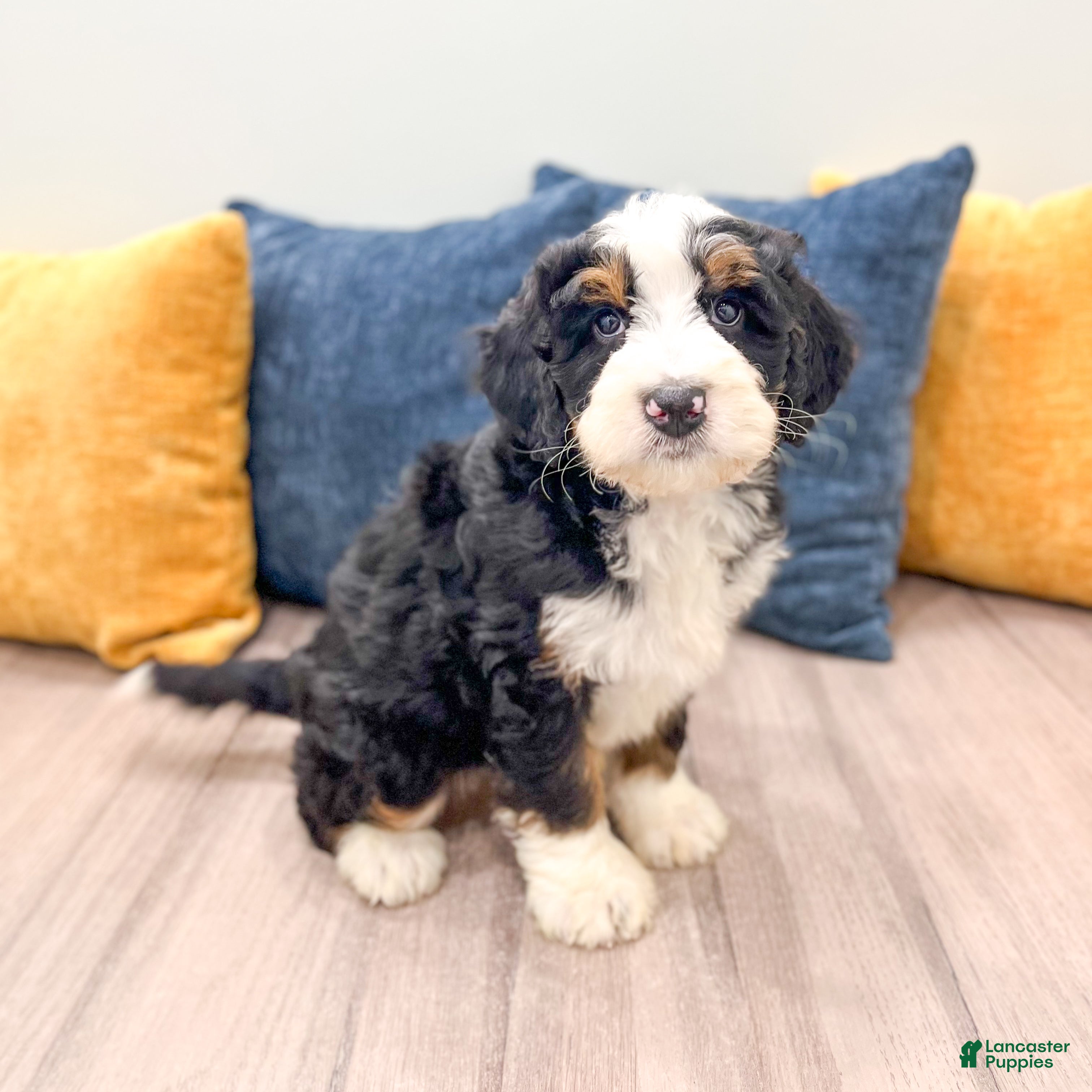 Mini Bernedoodle dogs Bruno - Ad 2