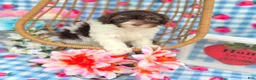 Havapoo dogs for sale: Derby - Ad 6