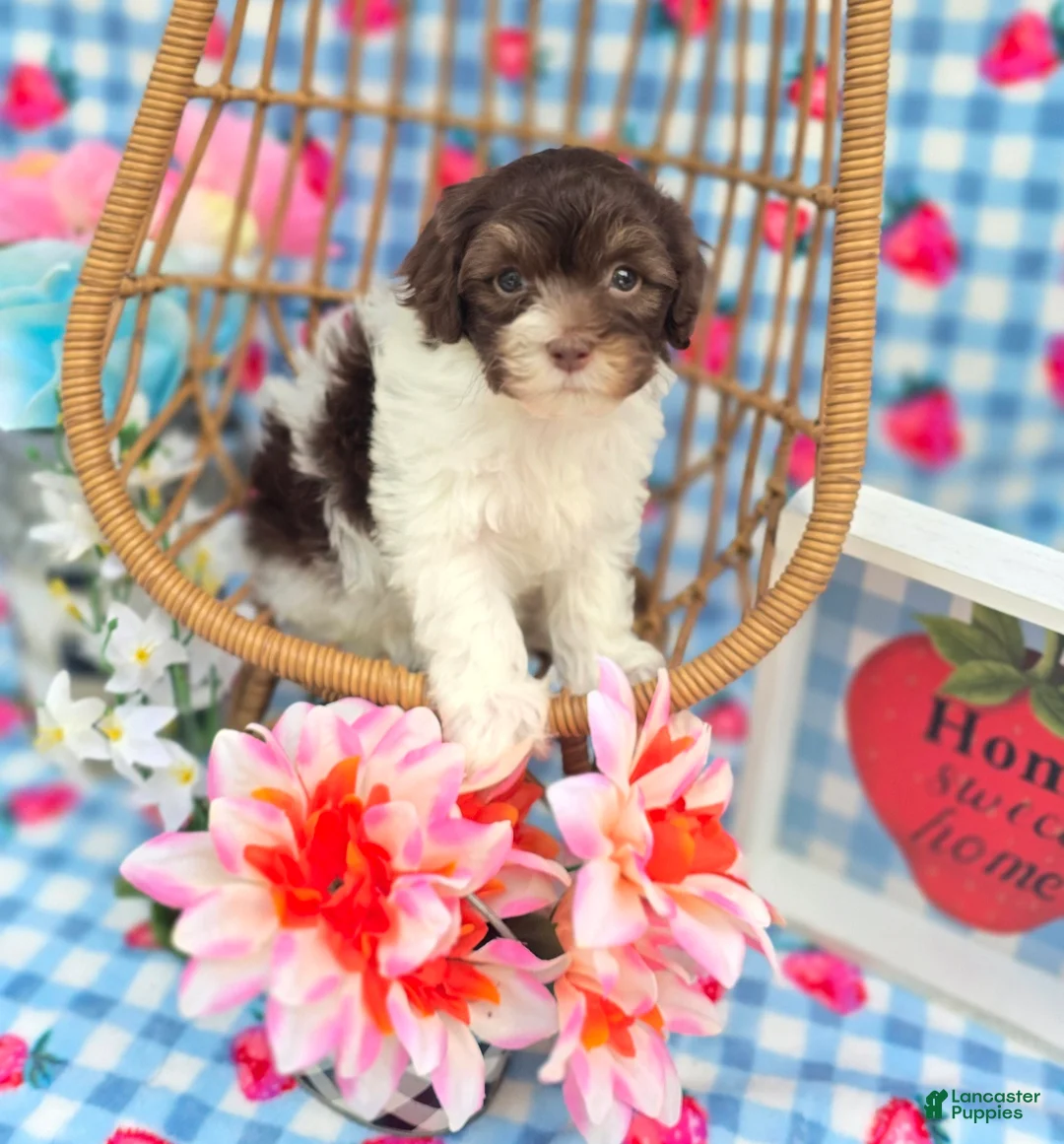 Havapoo dogs for sale: Derby - Ad 6