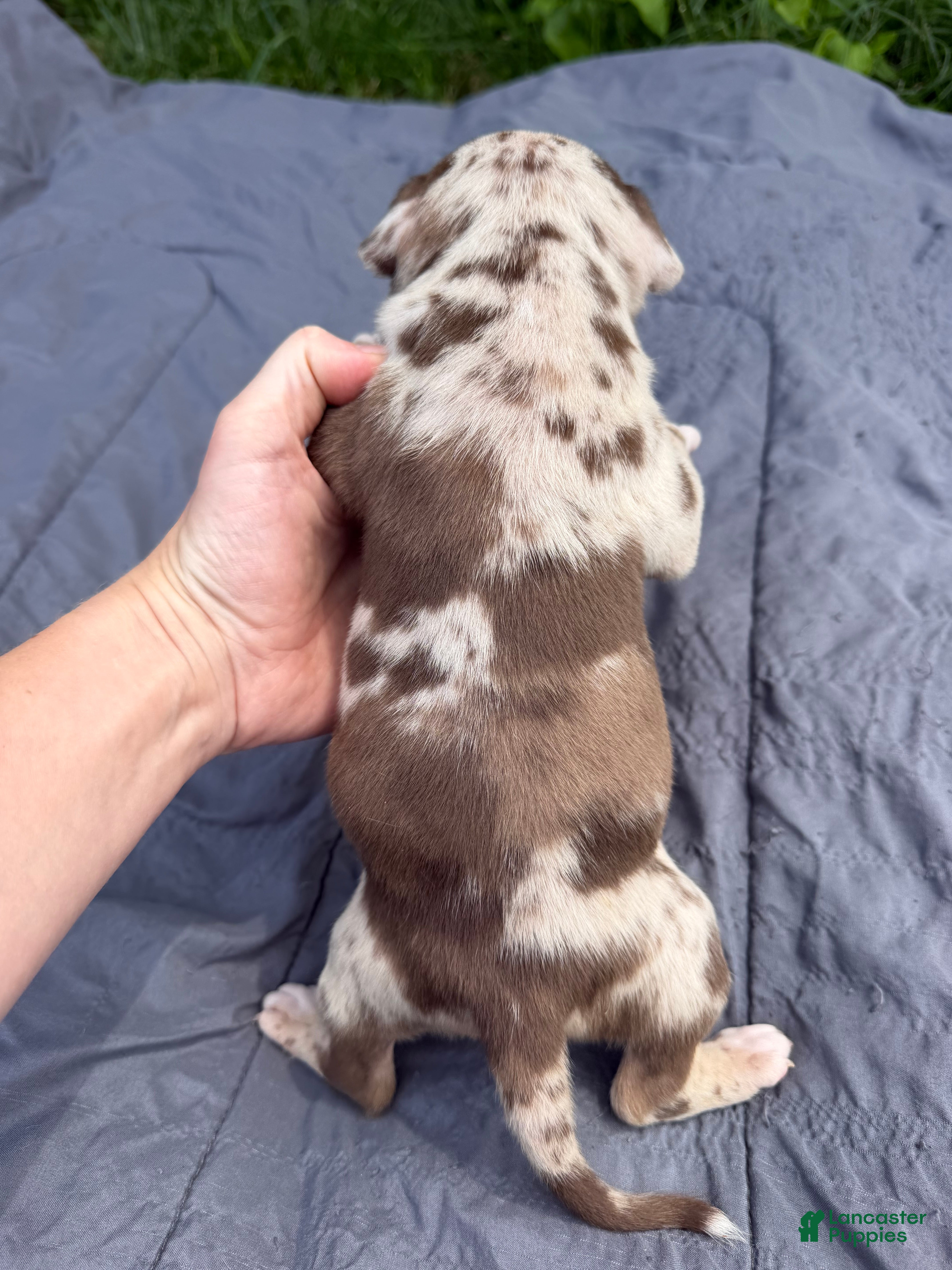American Bully dogs Raven - Ad 2